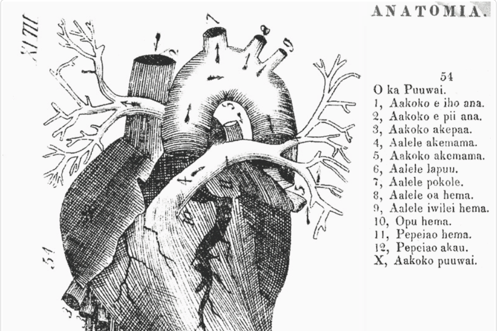 A DIAGRAM OF THE HEART.